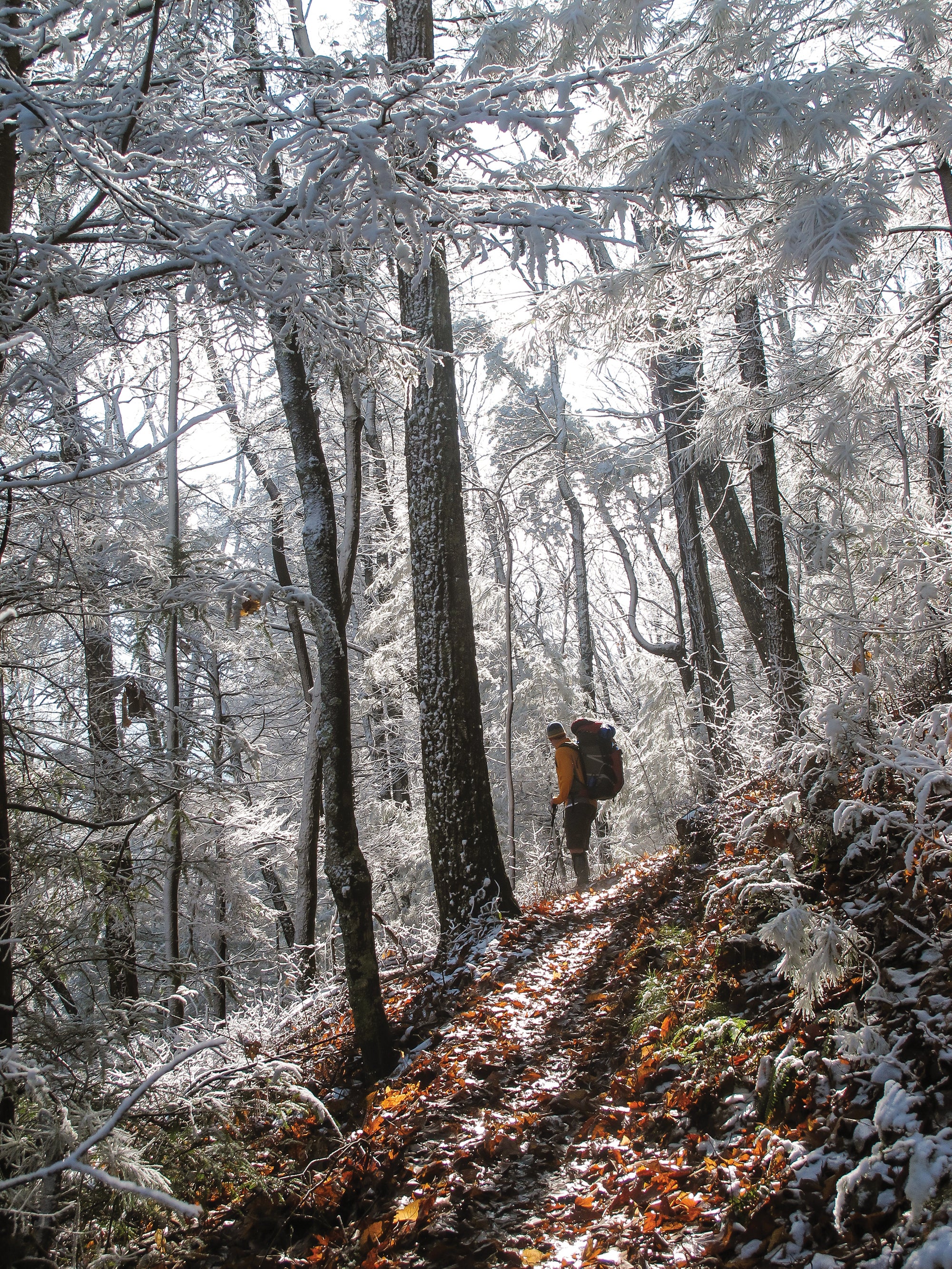 "big frog wilderness"