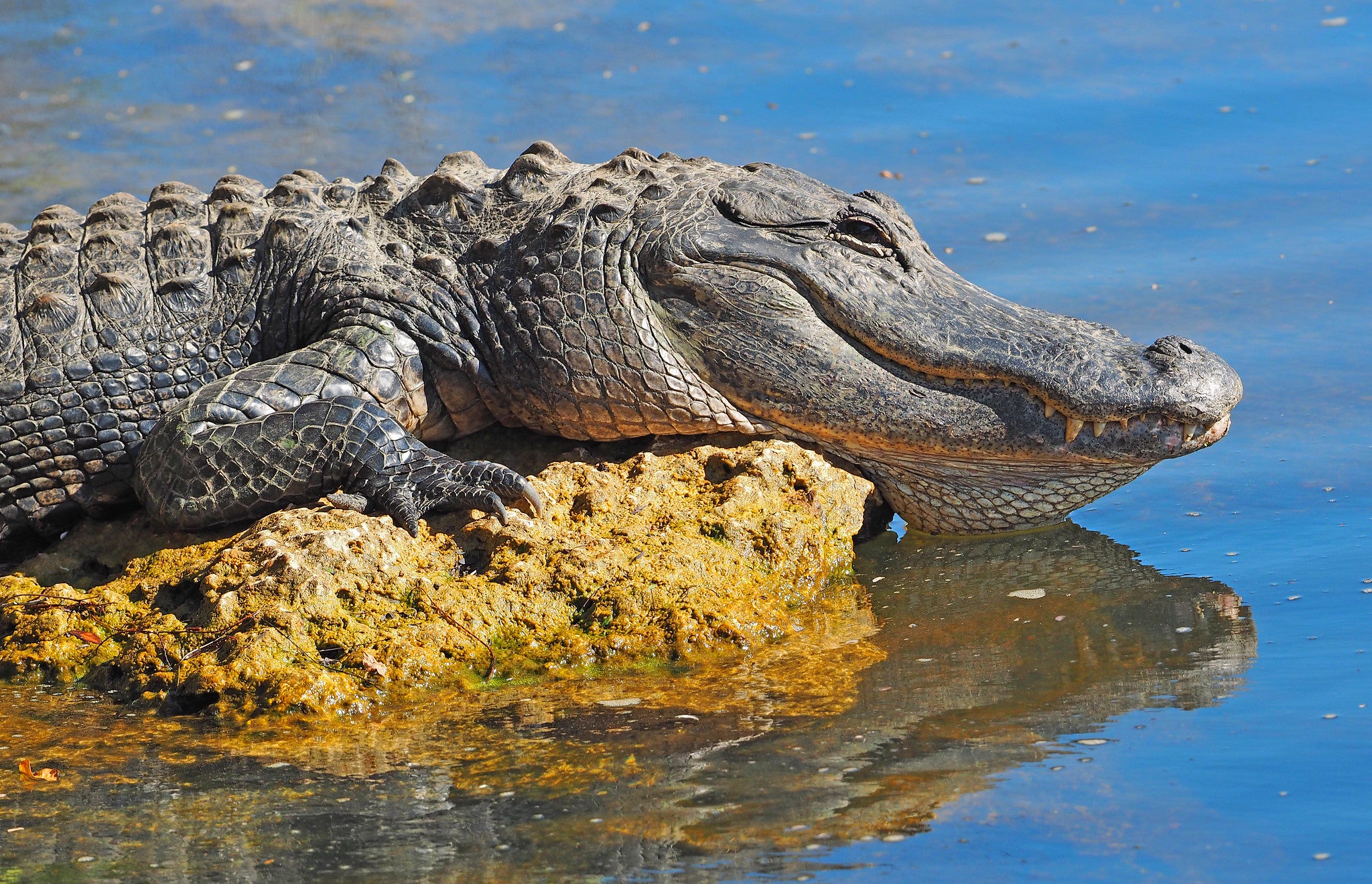 Alli Gator Photoshoot