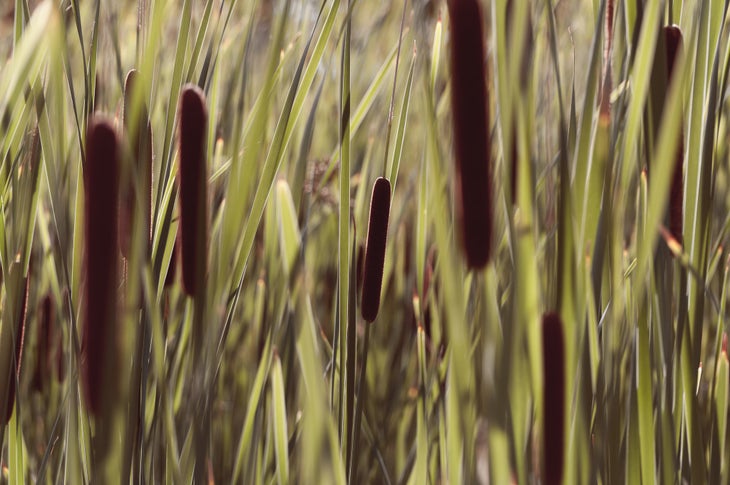 cattails Cattails