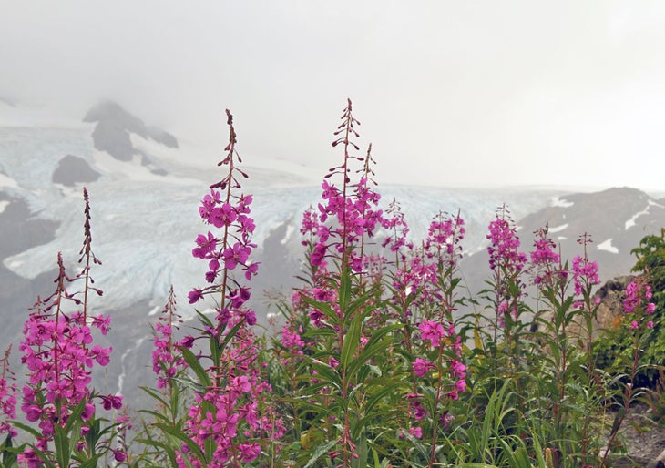 Exit Glacier Fireweed (Alaska State Flower) against Exit Glacier near Seward, Alaska. (Pamela Thomas)
