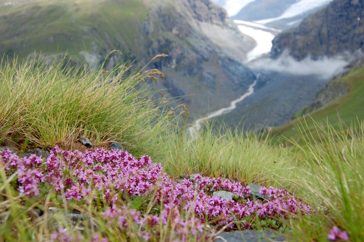 Grindelwald, Switzerland Beautiful pink flowers near Grindelwald, Switzerland. (Graham Harris)