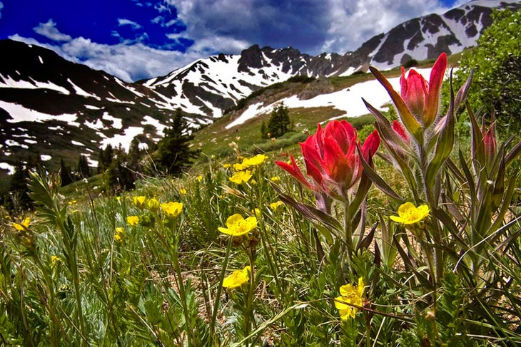 Herman Lake Paintbrush bliss at Herman Lake, Colorado. (Chuck Dillaman)