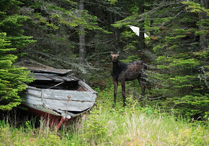 isleroyale-bucketlist Moose Isle Royale