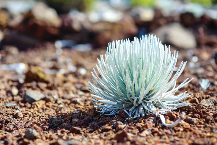 JanFeb21Adv_TripNarrative_Adobe57470417_bjk small and spiky green plant