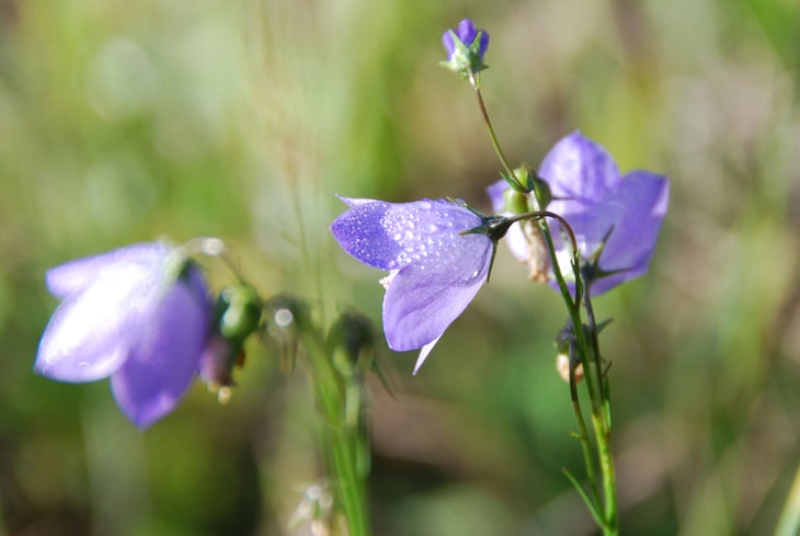“Morning bells are ringing…” (Lori Fisher)