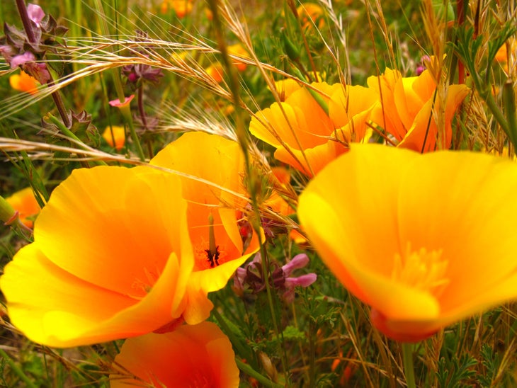 Trailside Poppies Trailside Poppies near Wildcat Beach, Point Reyes National Seashore. (Marco Palilla)