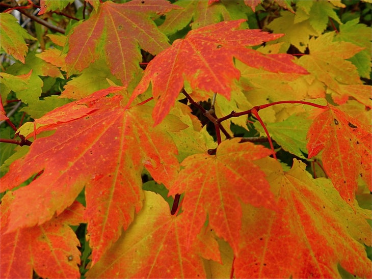 vine-maple-leaves Vine Maple leaves