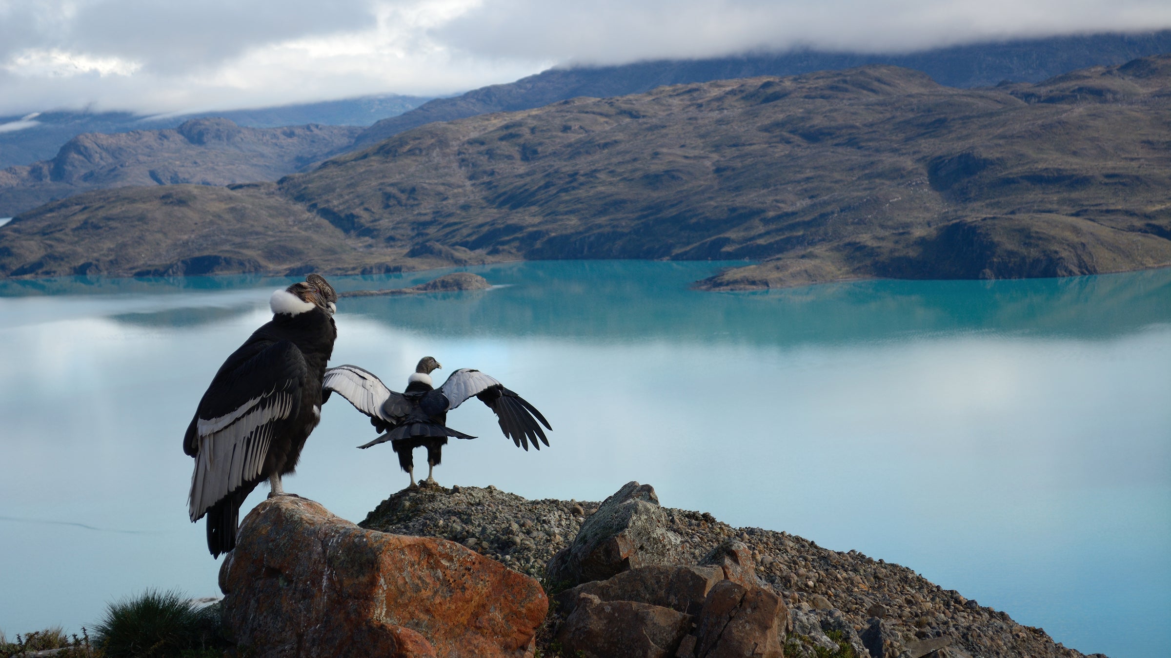 condors looking over an alpine lake