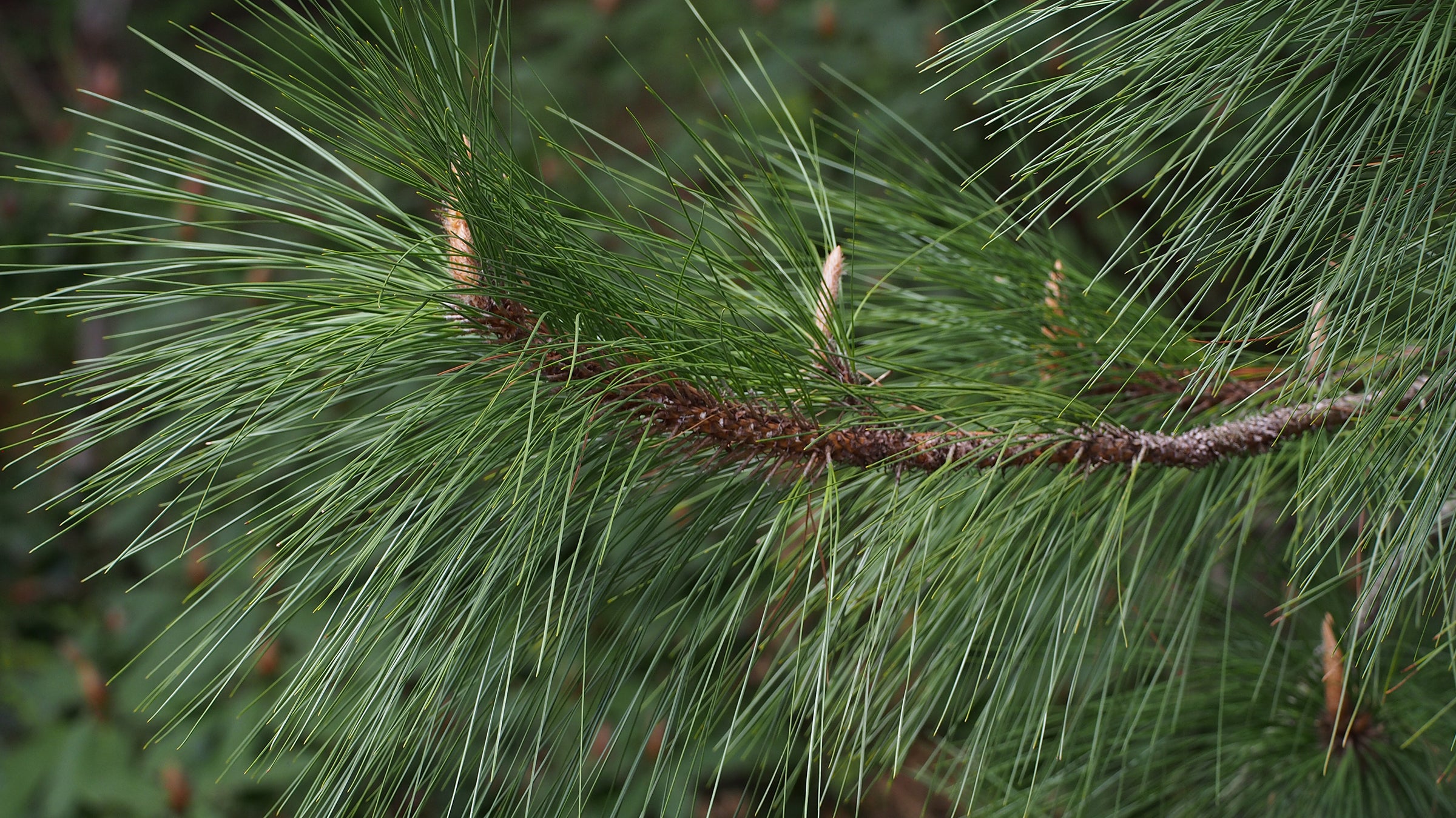 longleaf pine