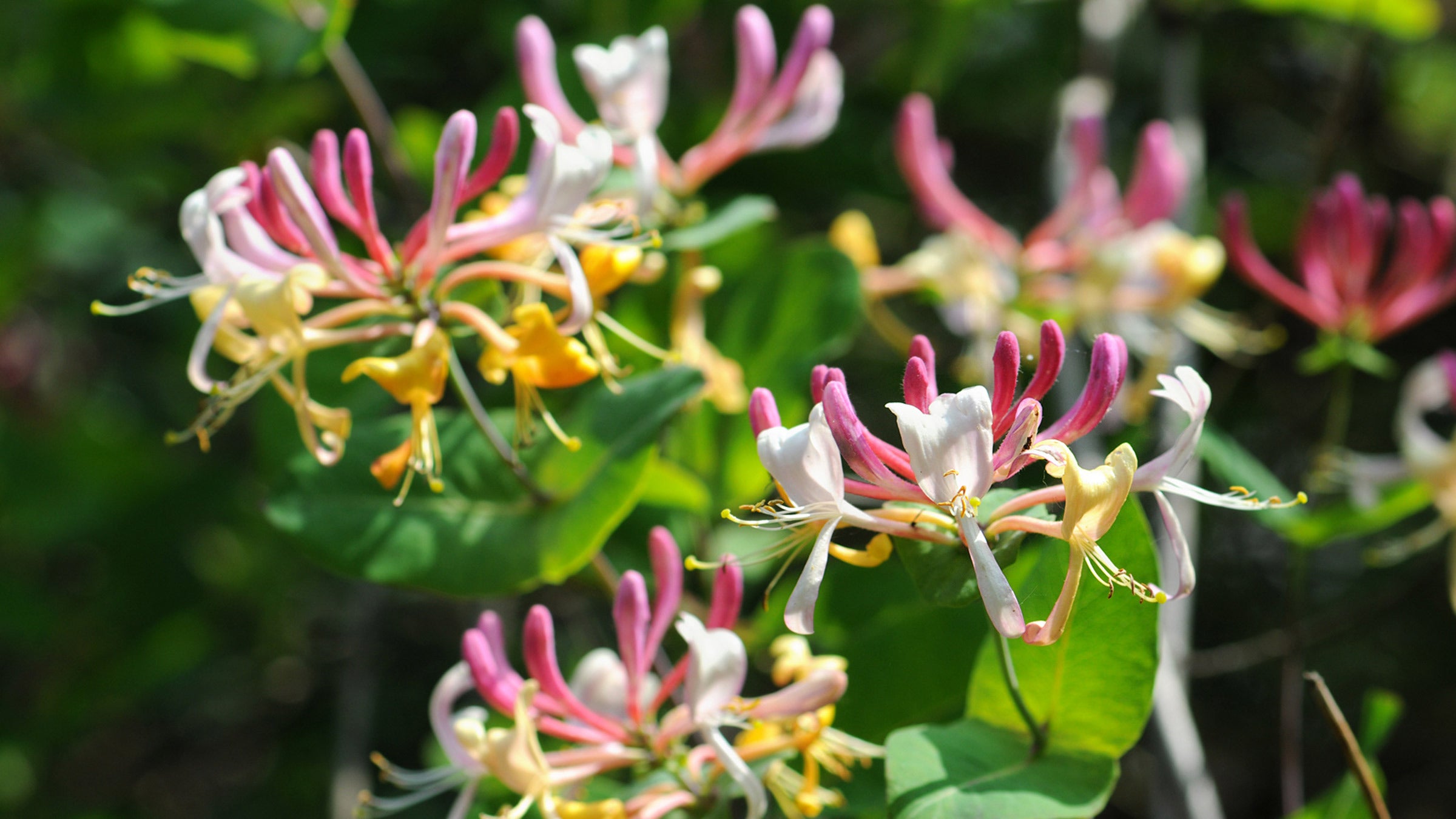Honeysuckle flowers