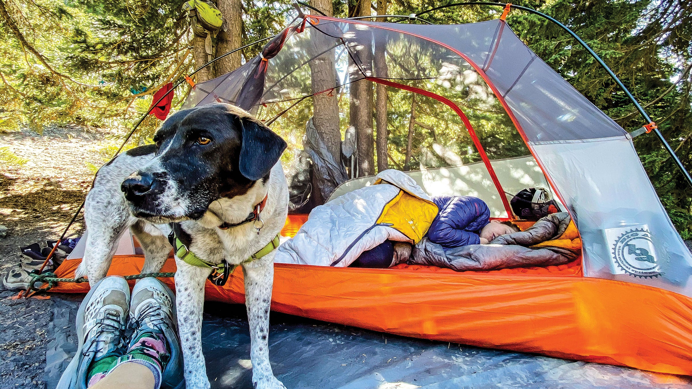 Dog and Tent