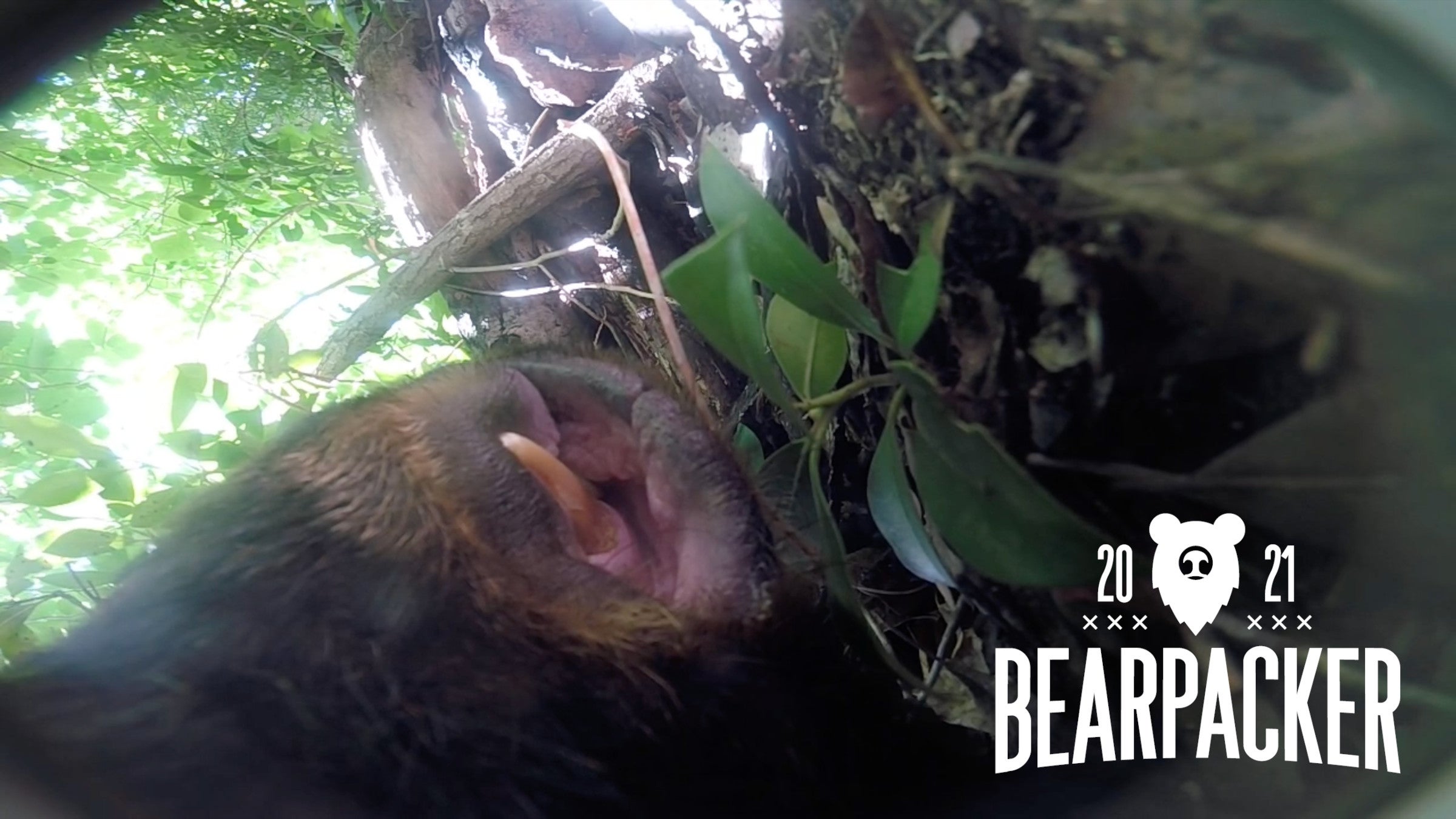 Sleeping Bear Face Screenshot