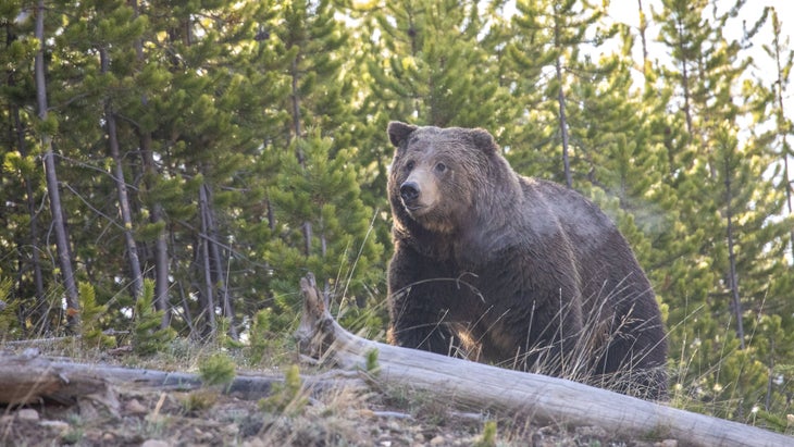 Grizzly