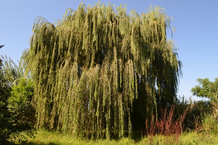 willow tree