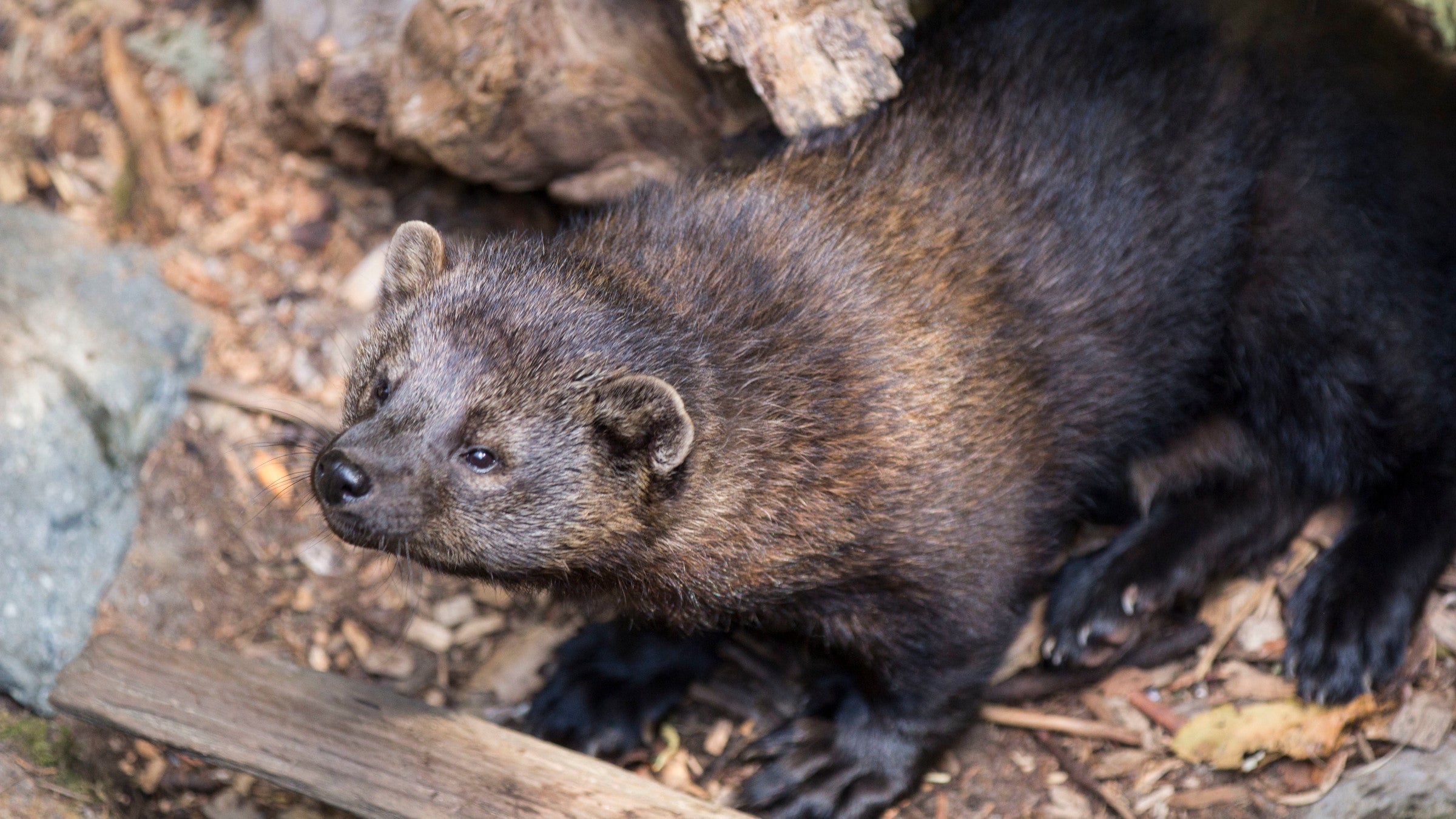 Fishers, the PorcupineEating "Weasels" of the Cascades, Are Making a