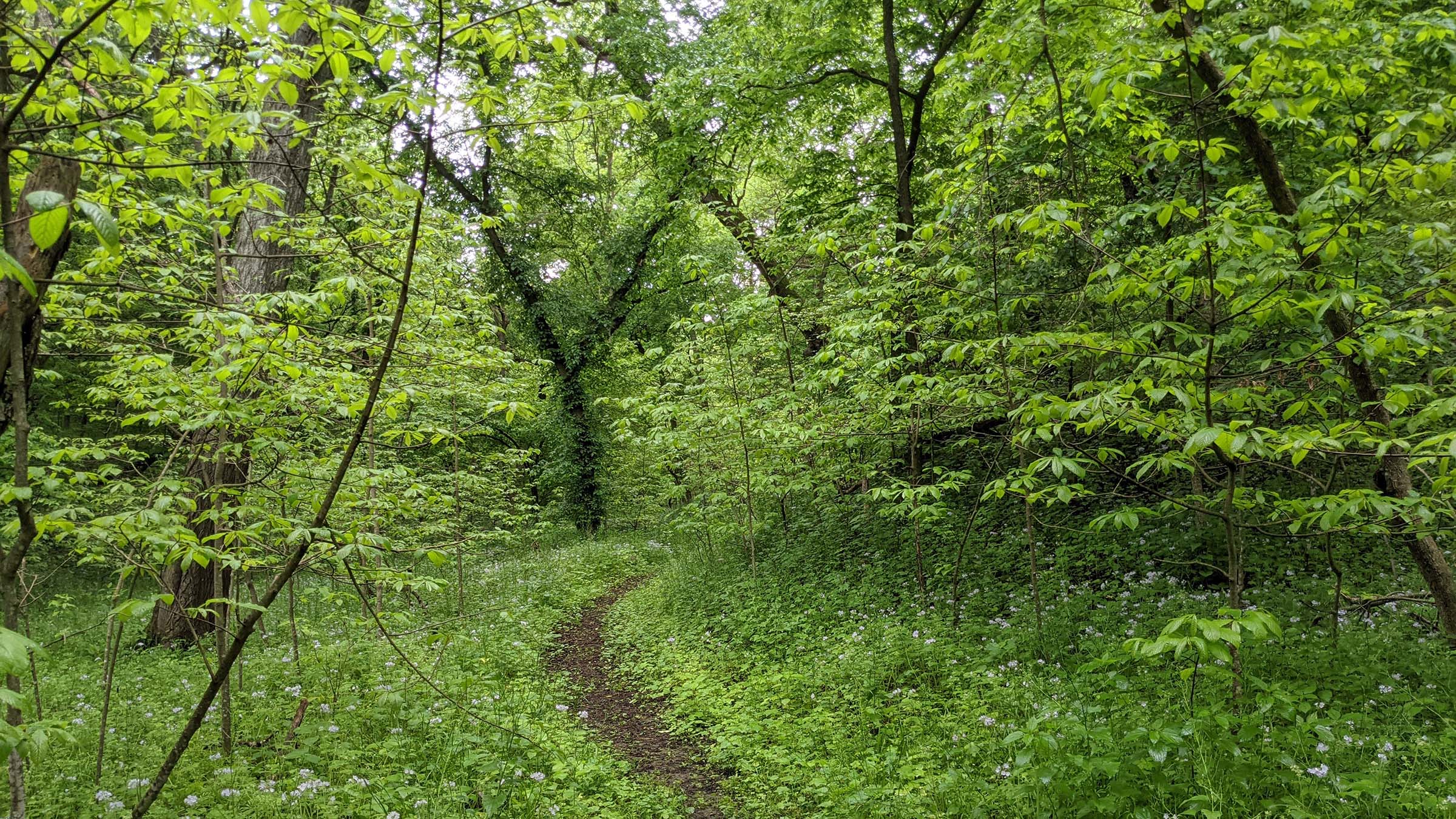 Waubonsie State Park Trail