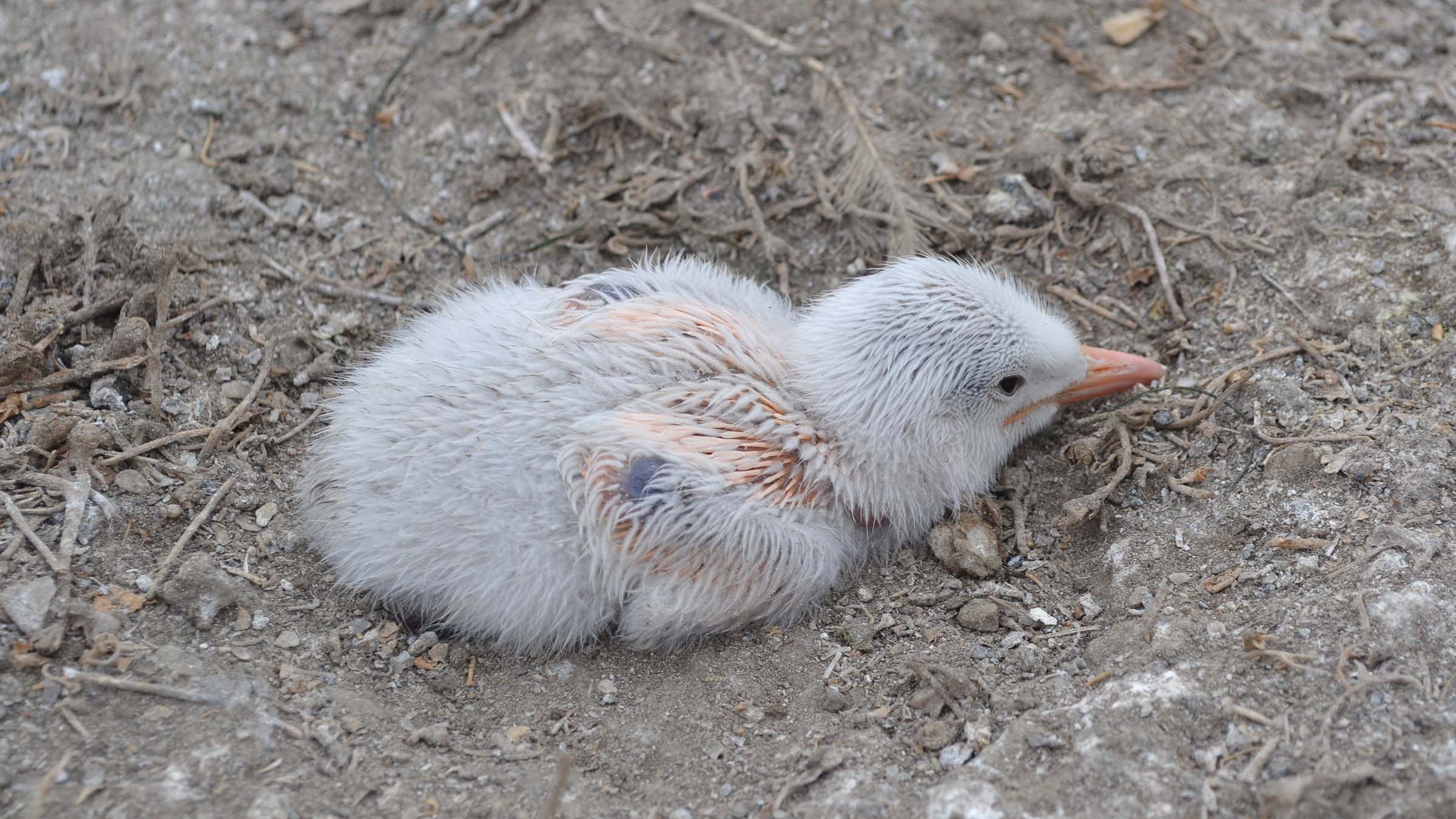 Elegant Tern Chick