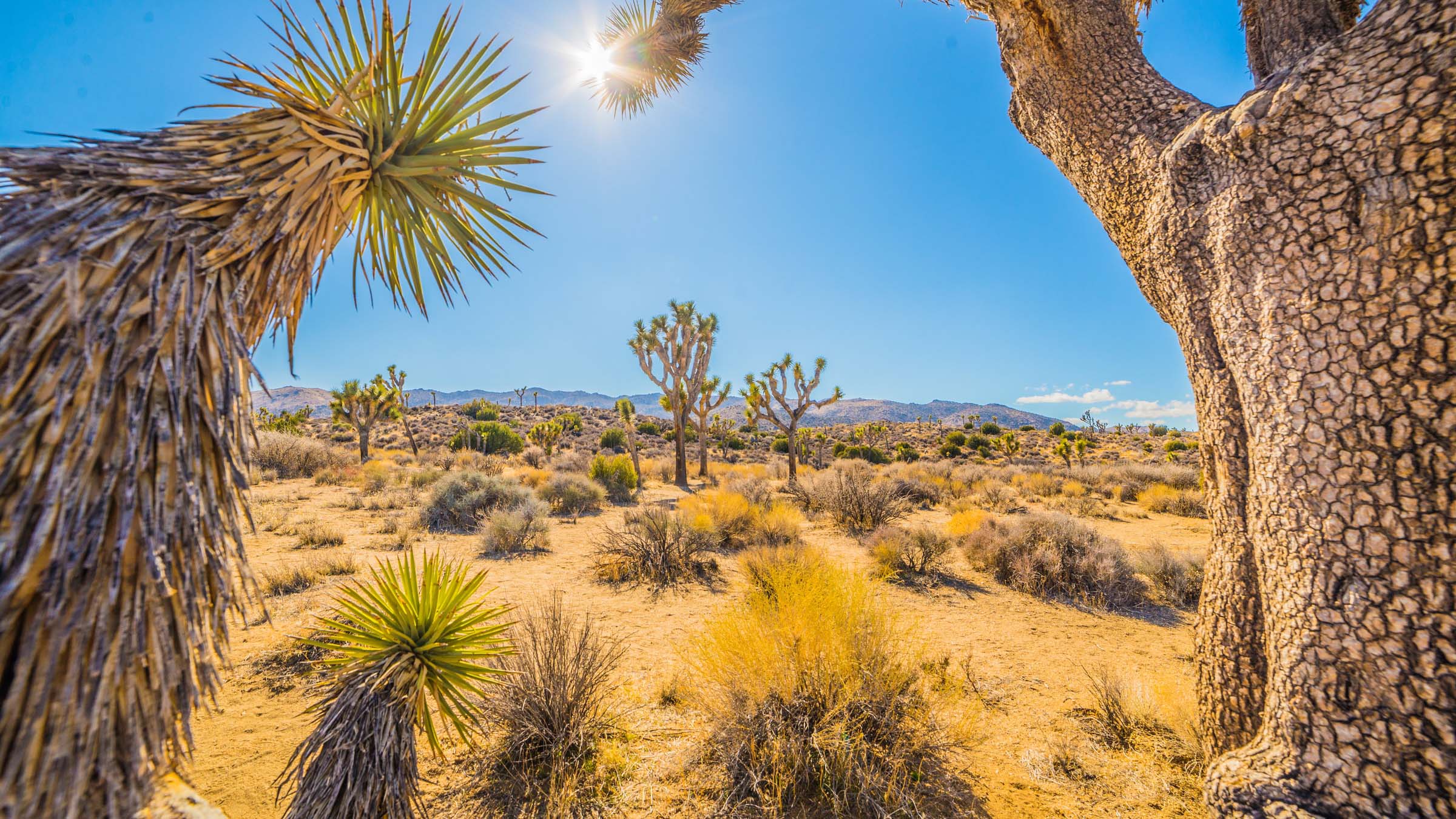 Joshua Tree