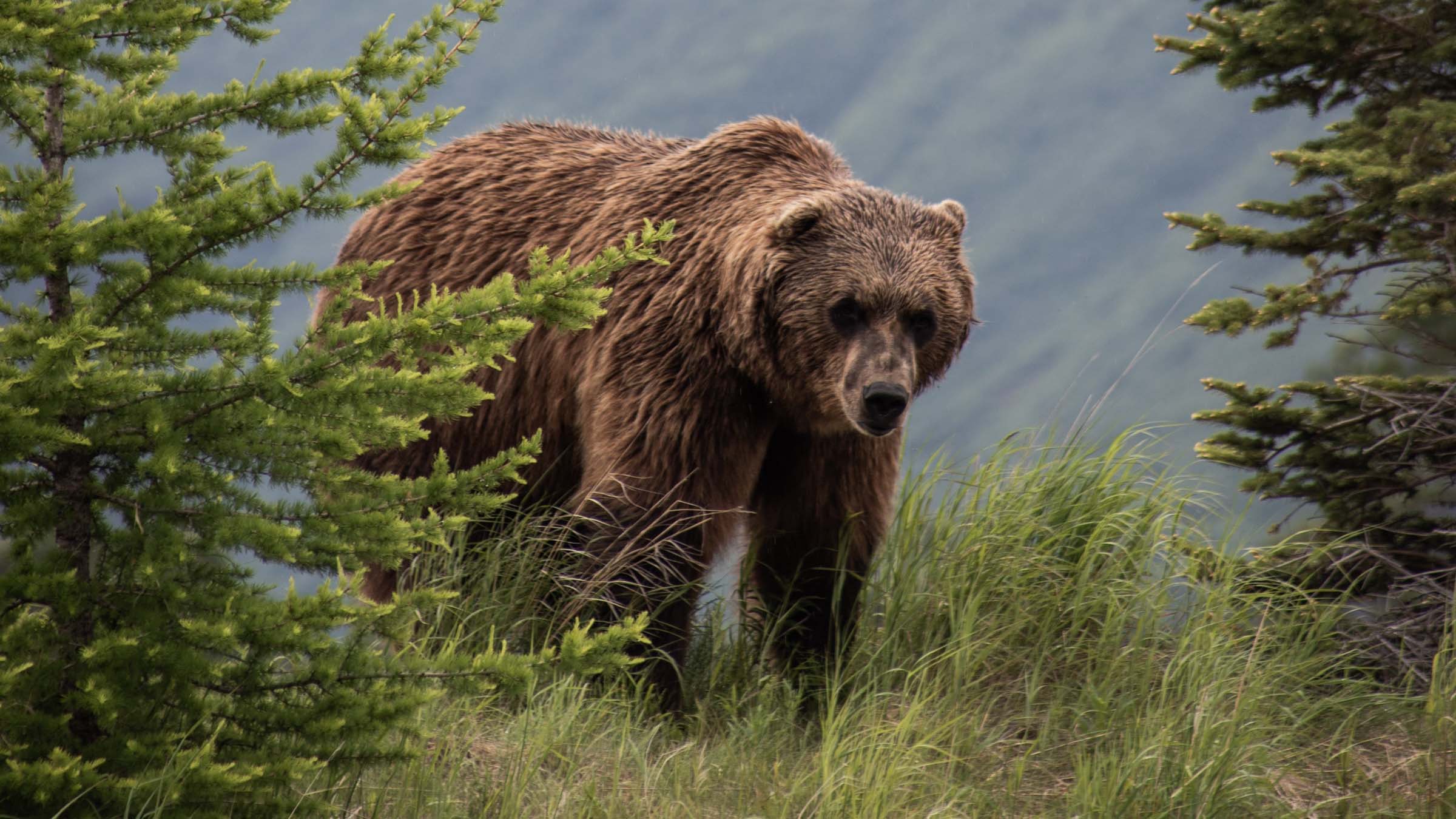 Grizzly bear