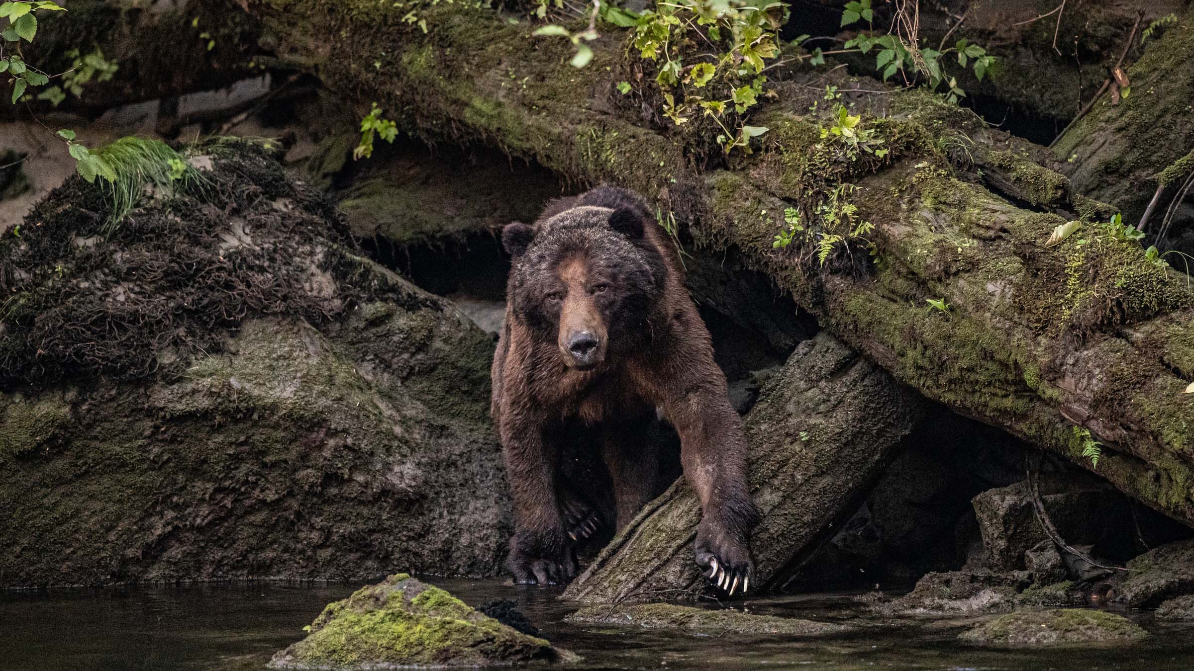 When Muscle Bears Attack