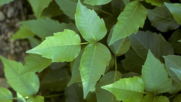 Poison Ivy