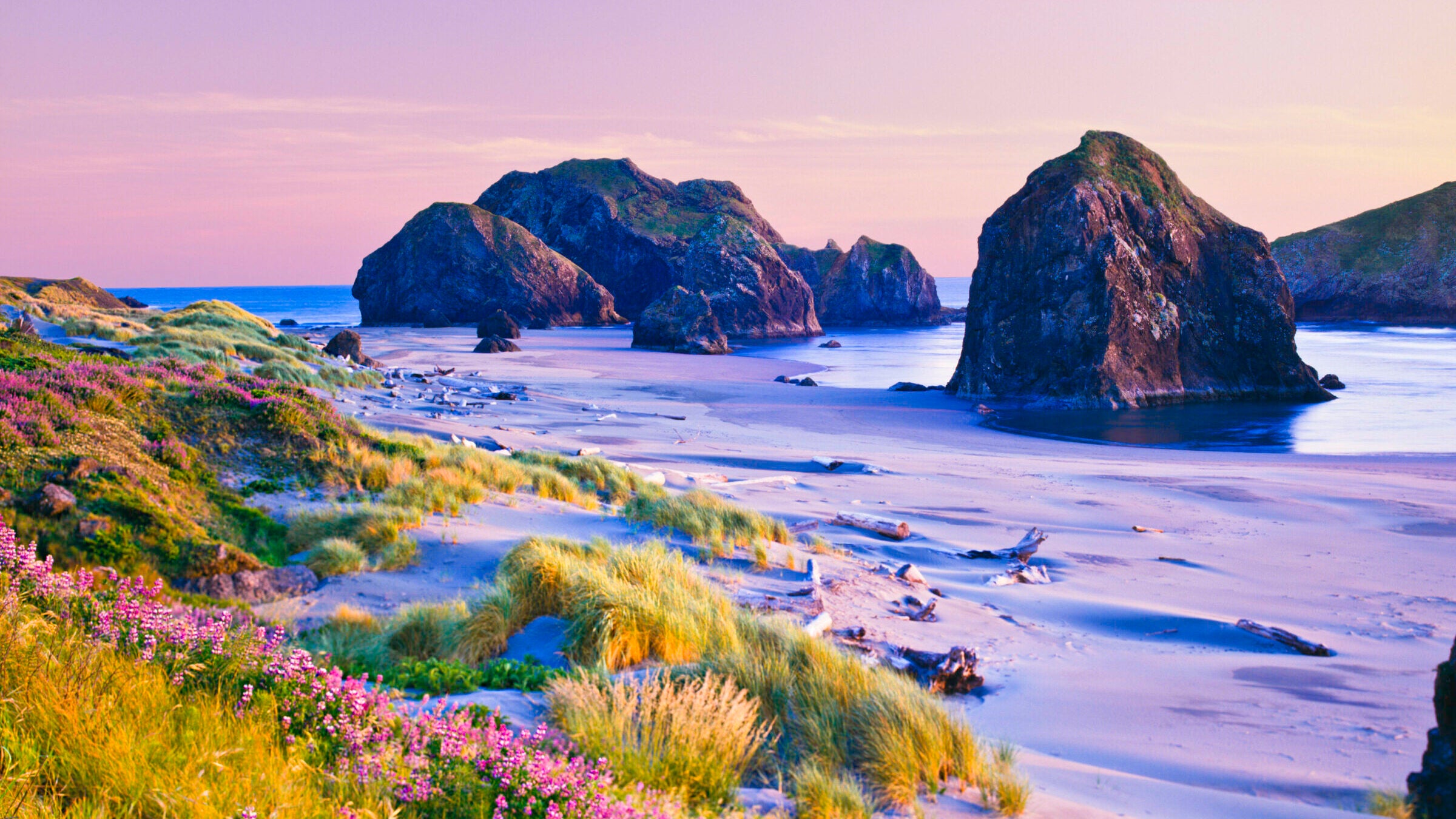 Lupine wildflowers blossom on the Oregon coast at Cape Sebastian State Park