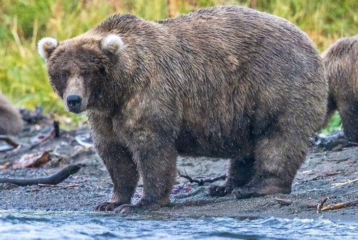 grazer bear