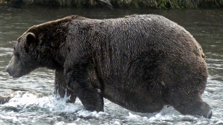 32 chunk bear