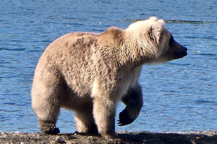 bear cub