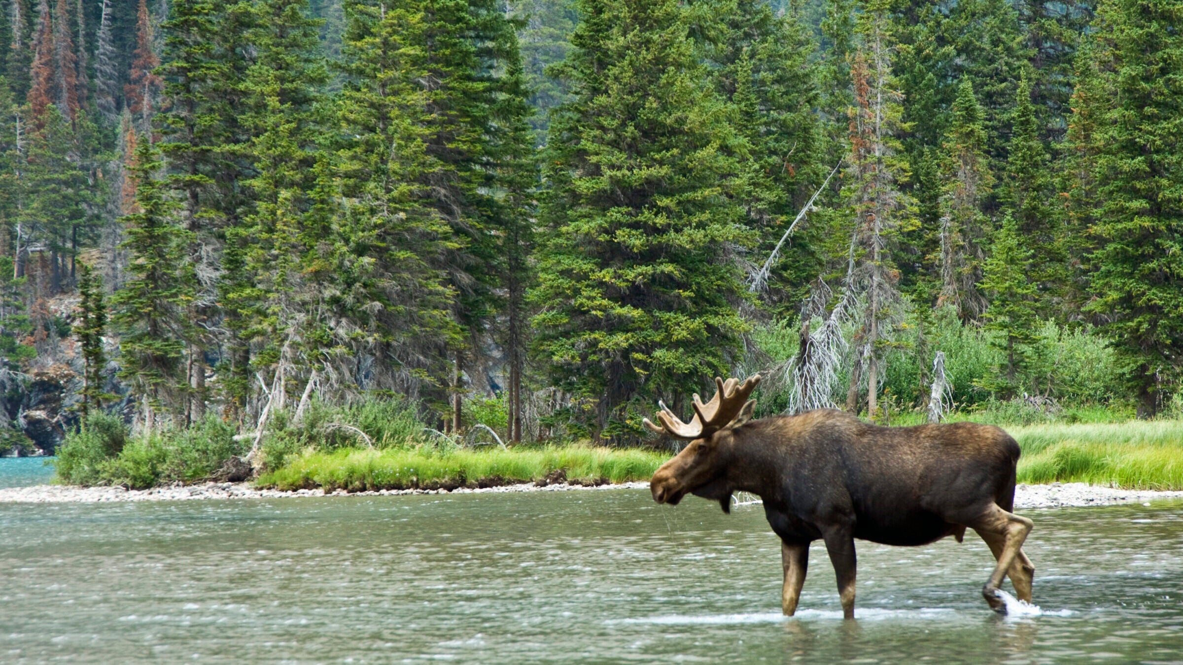Moose, Alces alces, Montana, USA