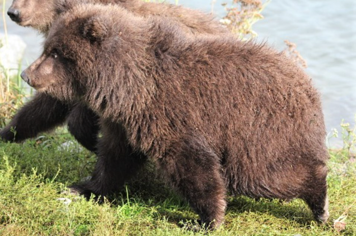 fat bear cub