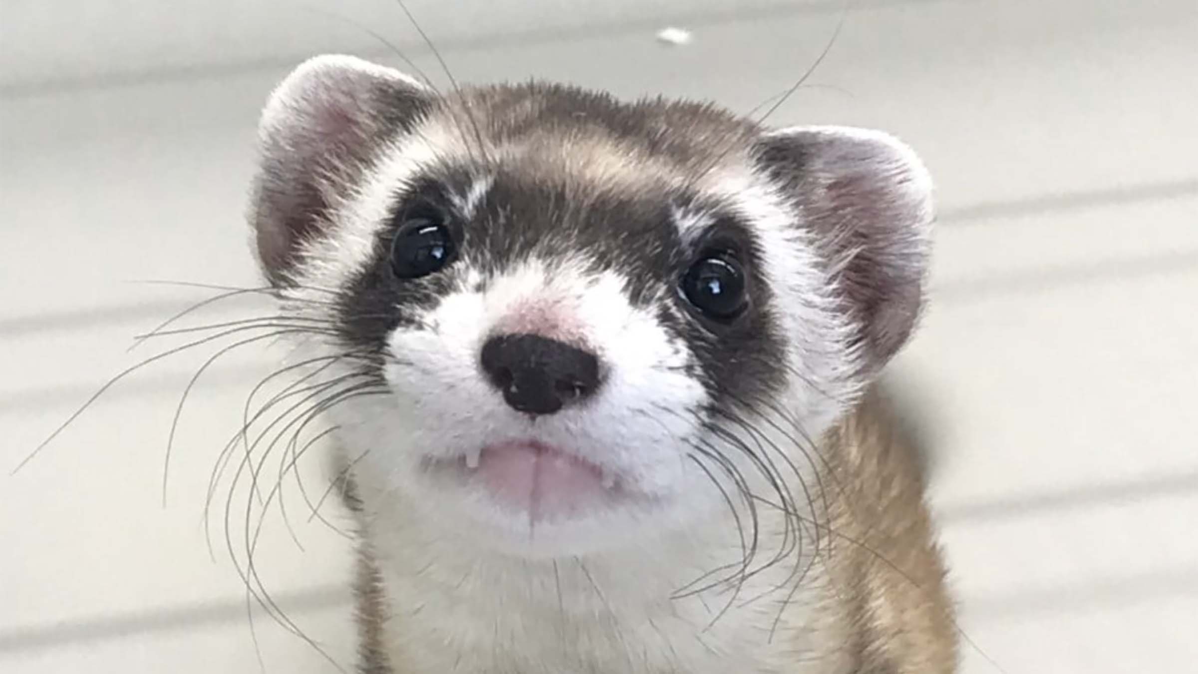 black-footed ferret