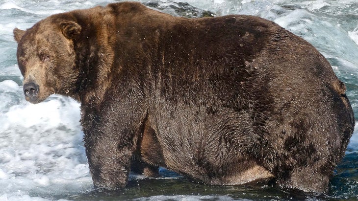 Fat bear
