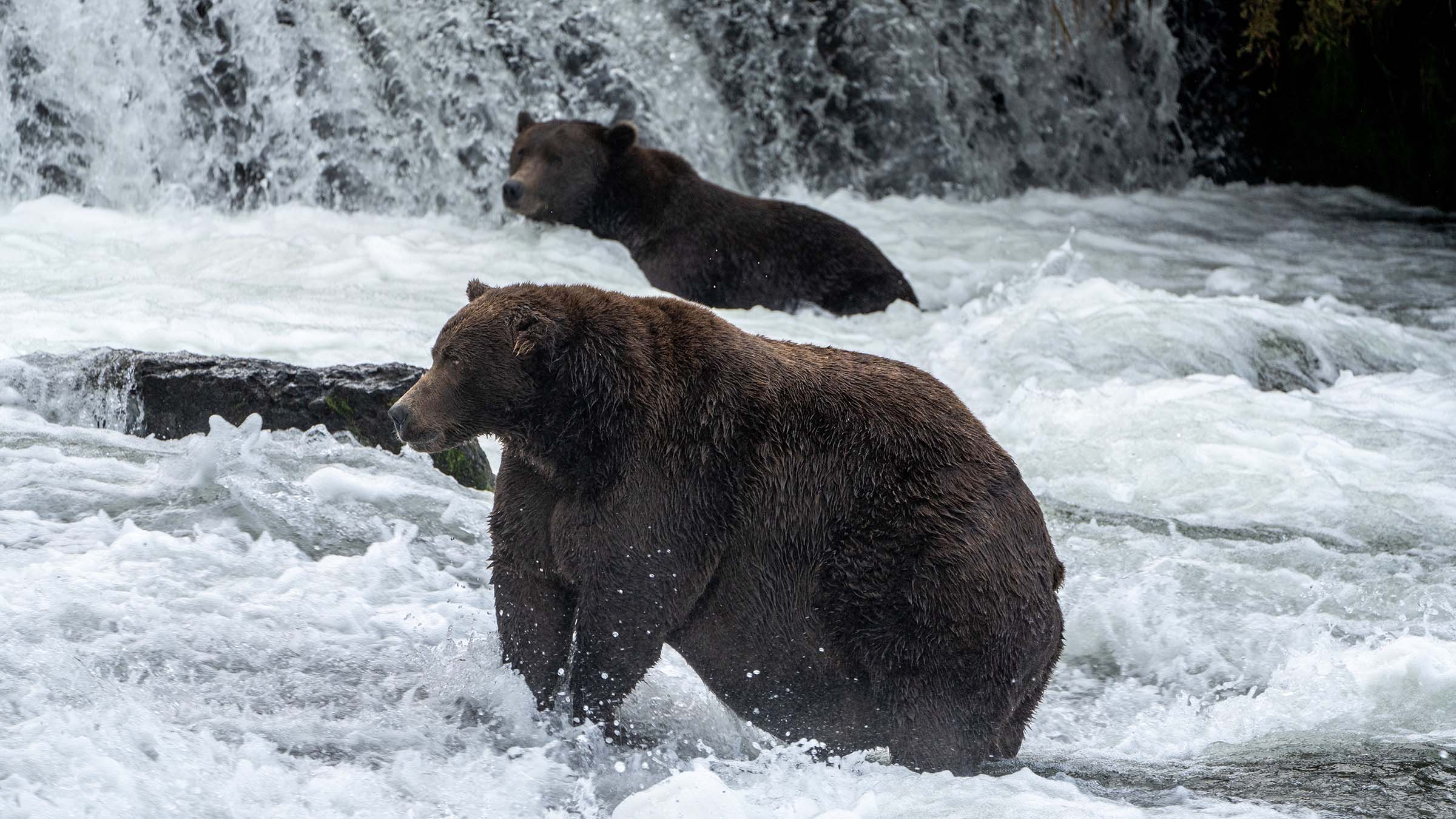 Fishing Brown Bears