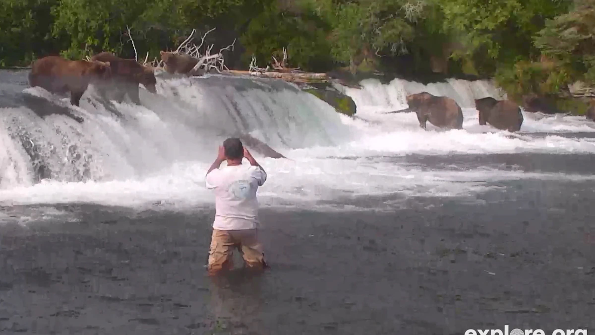Man wades into Brooks River to take picture of feeding bears.