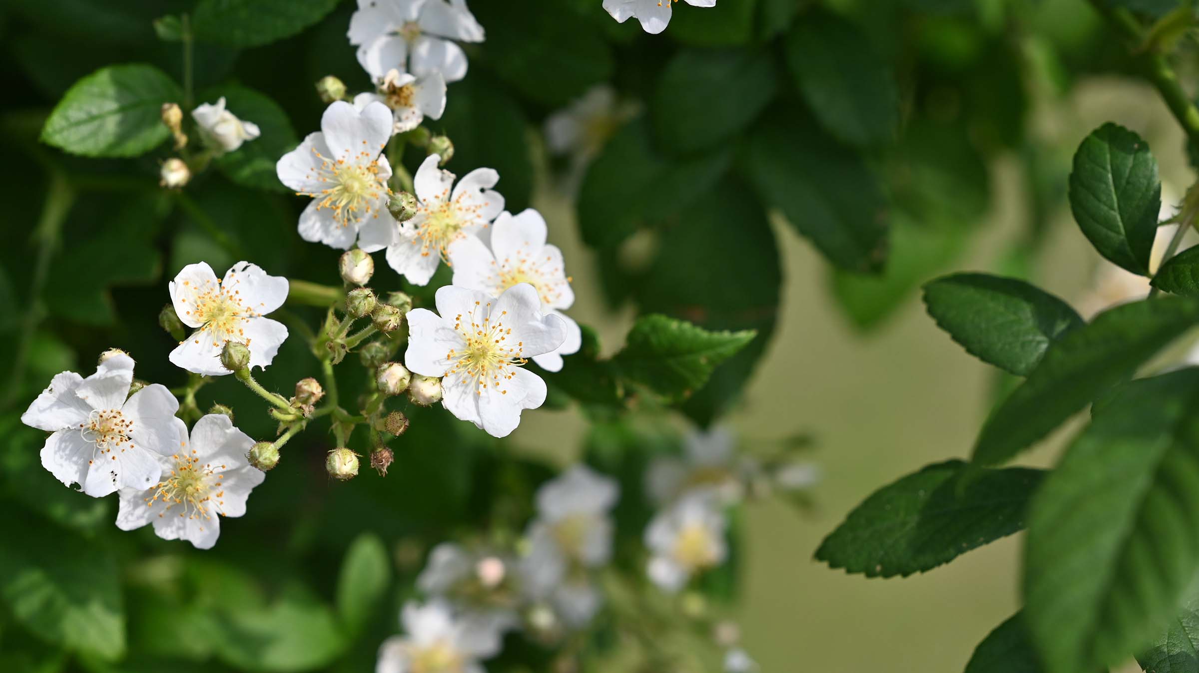 multiflora rose