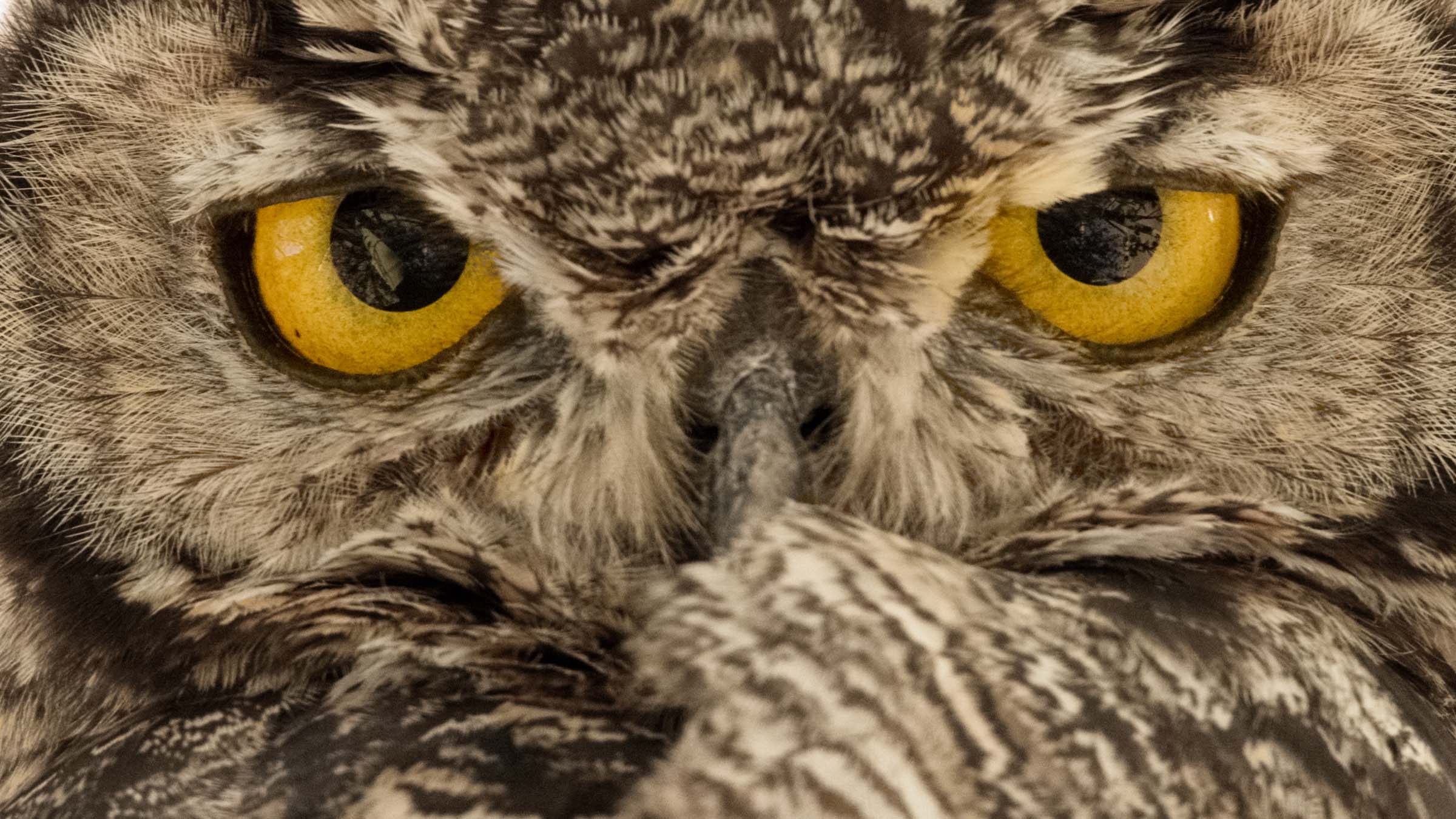 owl face