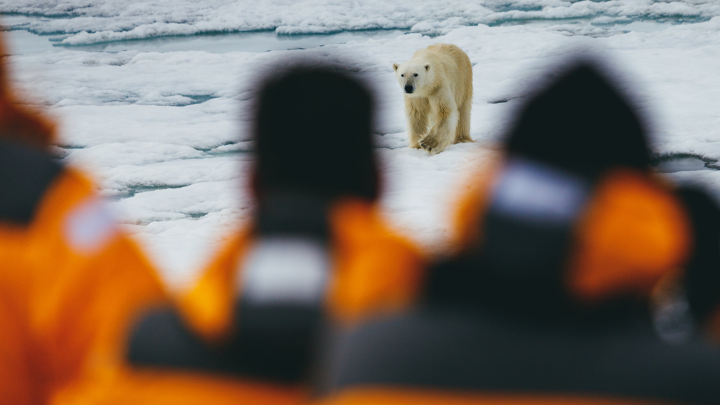 polar bears approach group of adventureres