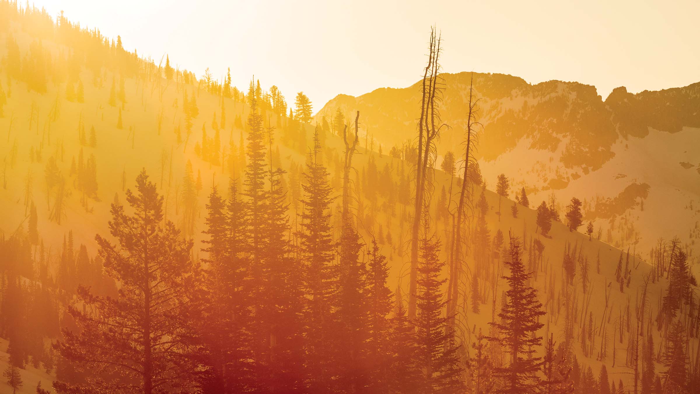 Wallowa Mountain Trees