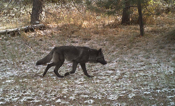 wolf