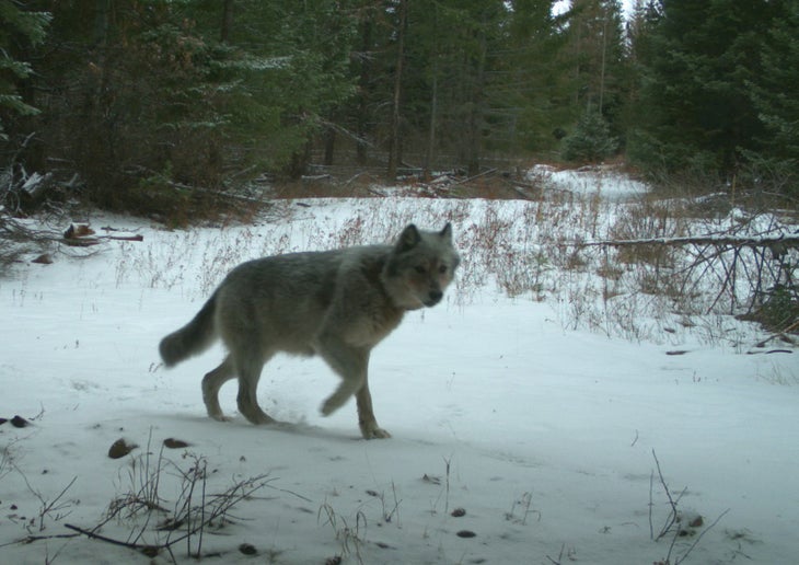 wolf
