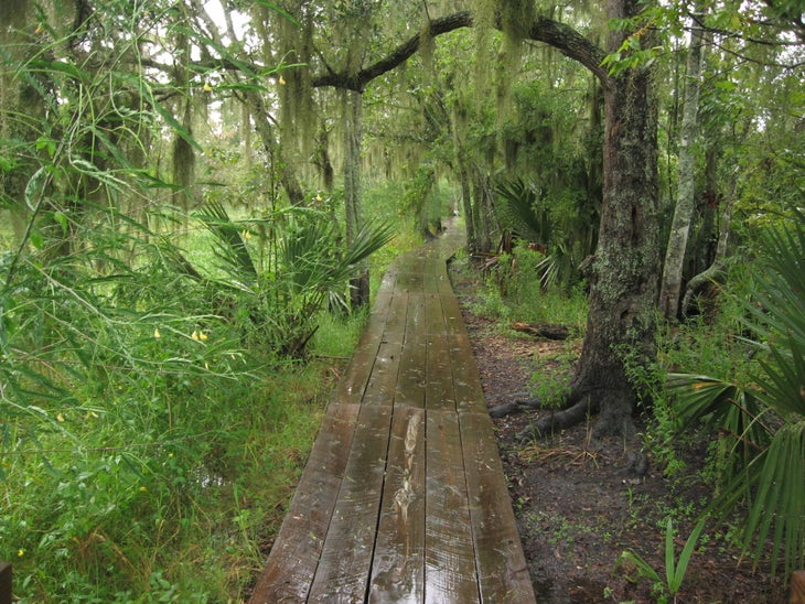 boardwalk trail in Barataria Preserve