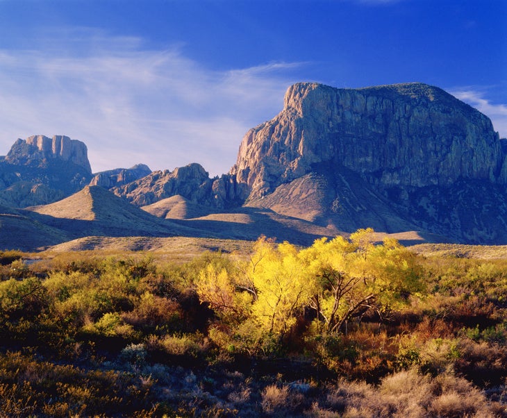 Autumn Forest at Big Bend National Park