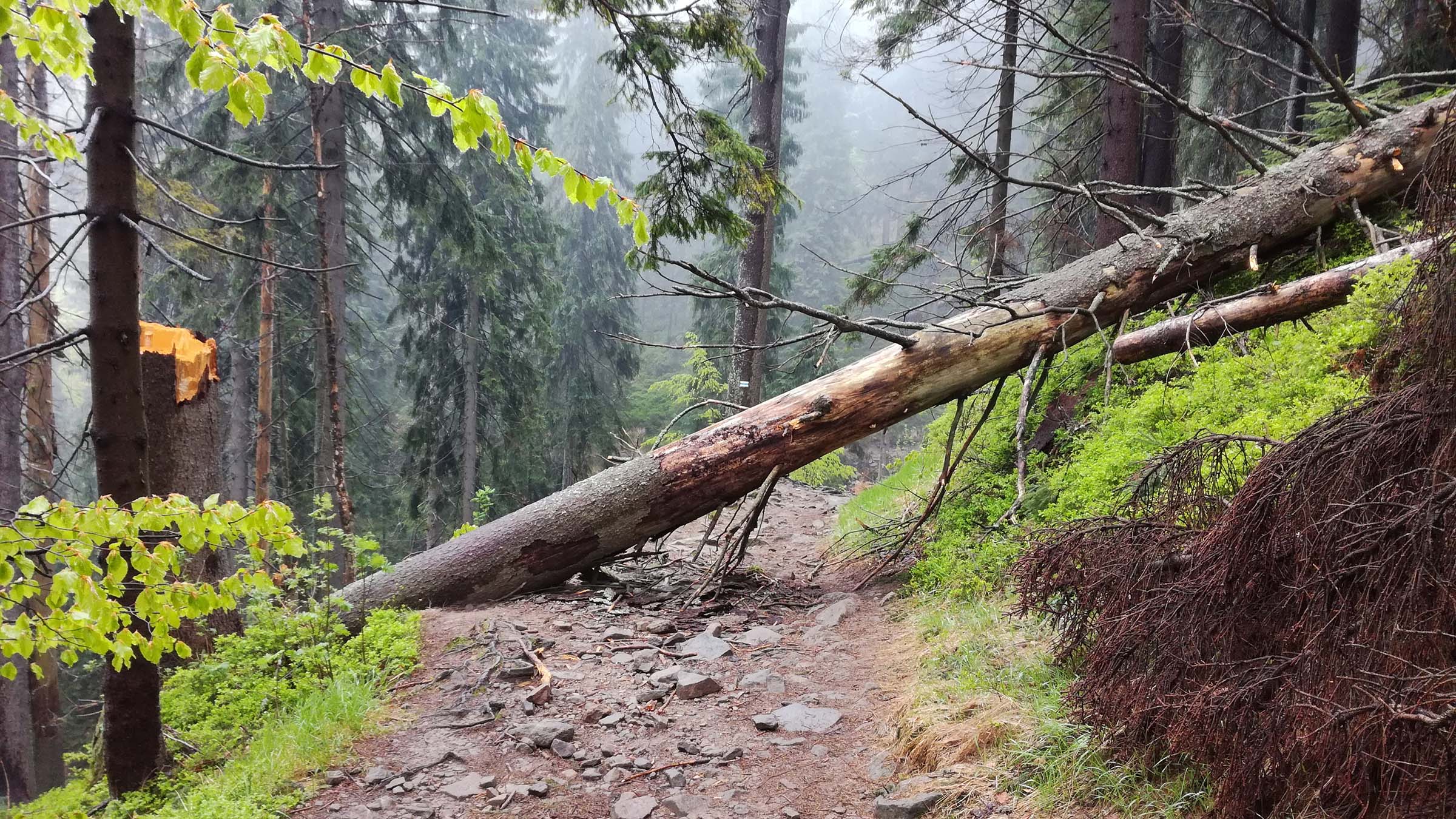 fallen tree