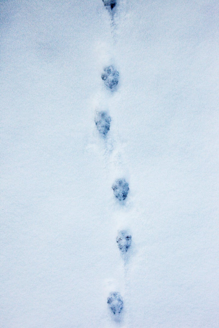 Animal Tracks in Snow: How to Recognize Critters’ Prints - Backpacker