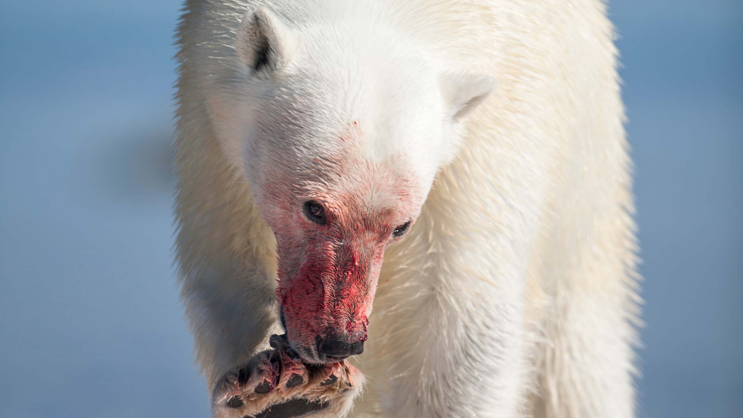 polar-bear-licking-paw