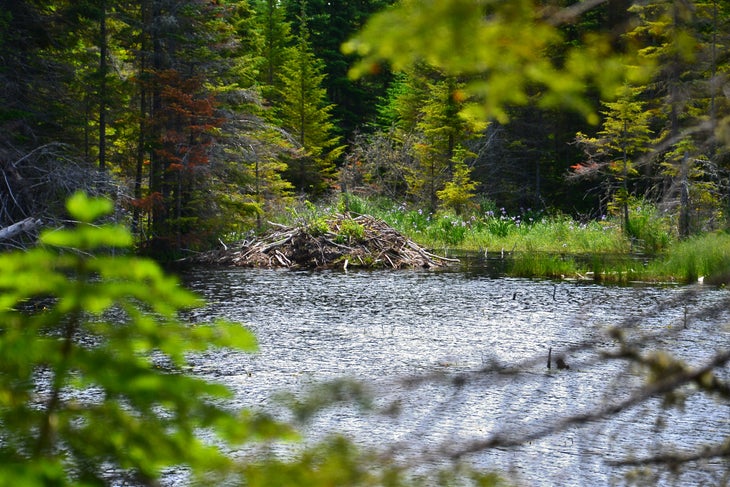 A beaver lodge built near the shore of a beaver pond at Isle Royale National Park.