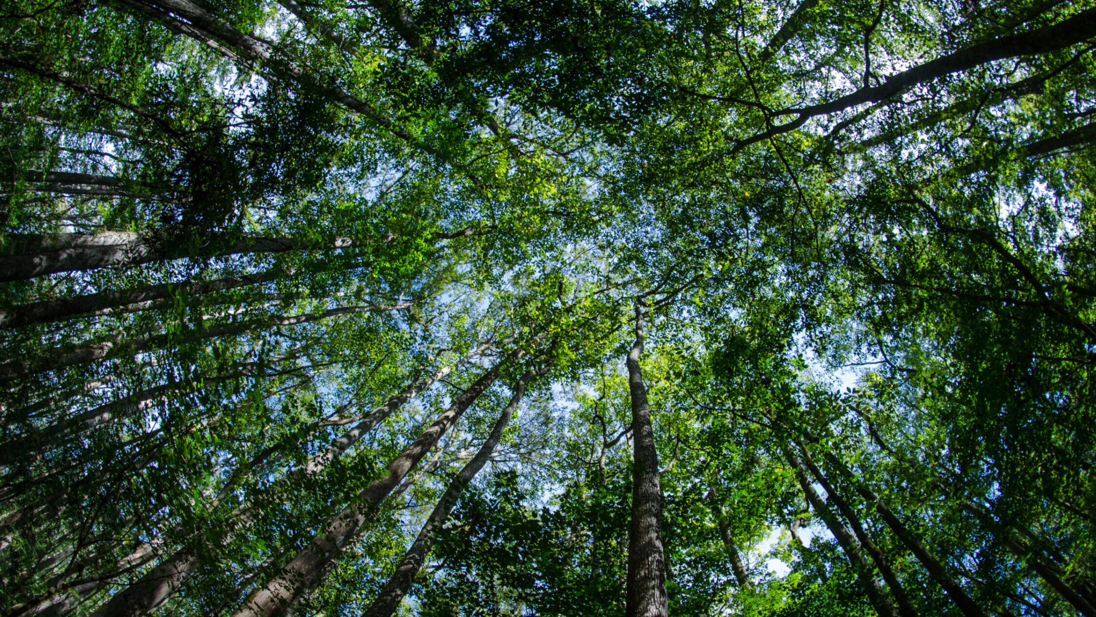 looking up at the old-growth forest canopy in Congaree National Park