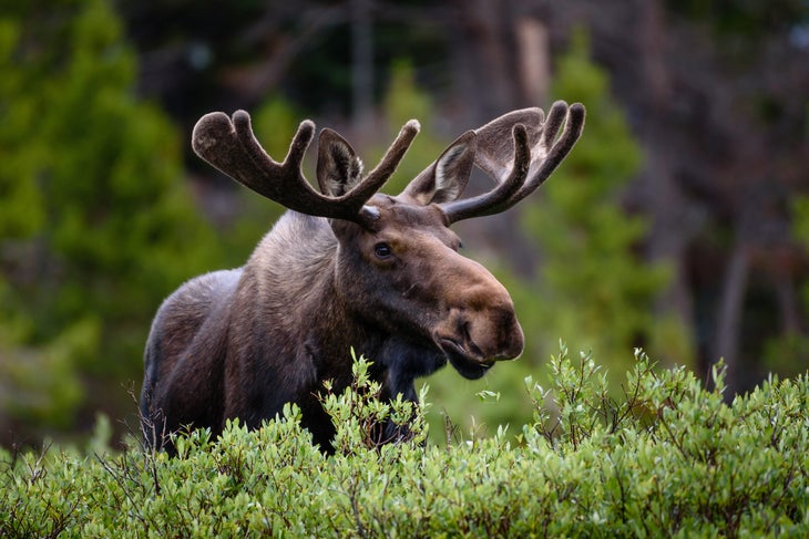 a moose in the woods