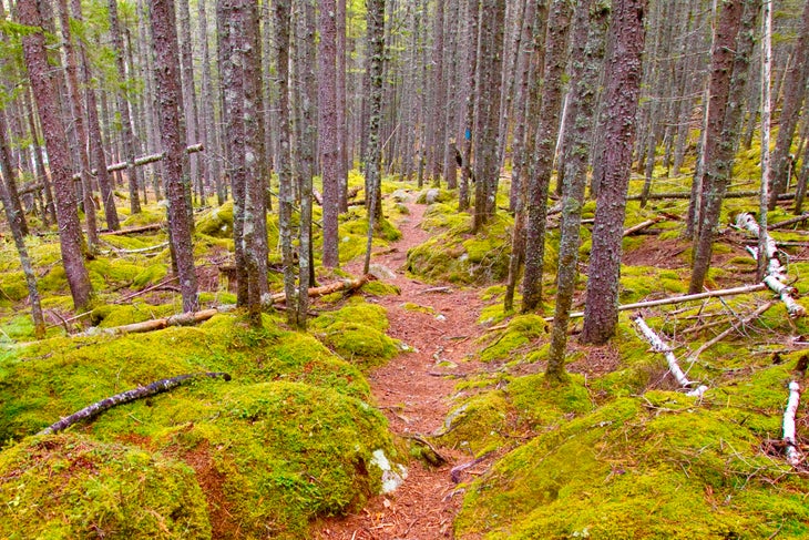 Hiking through forest in Acadia National Park